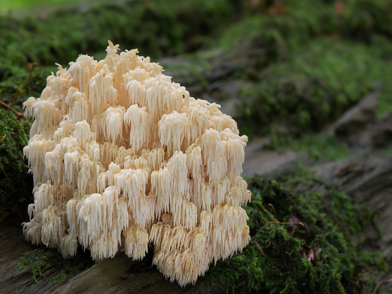 Hericium flagellum